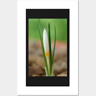 Crocus ochroleucus  Autumn flowering crocus Posters and Art